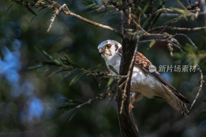 美国红隼，(Falco sparverius)， Cernícalo，美国红隼。